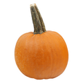 Sugar Pie Pumpkins for Baking