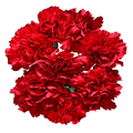 Giant Carnations Red
