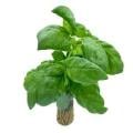 Hydro Basil