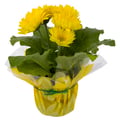 Gerbera Daisy 4.5 Inch Pot (Assorted Colors)