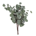 Stop & Shop Eucalyptus Silver Dollar