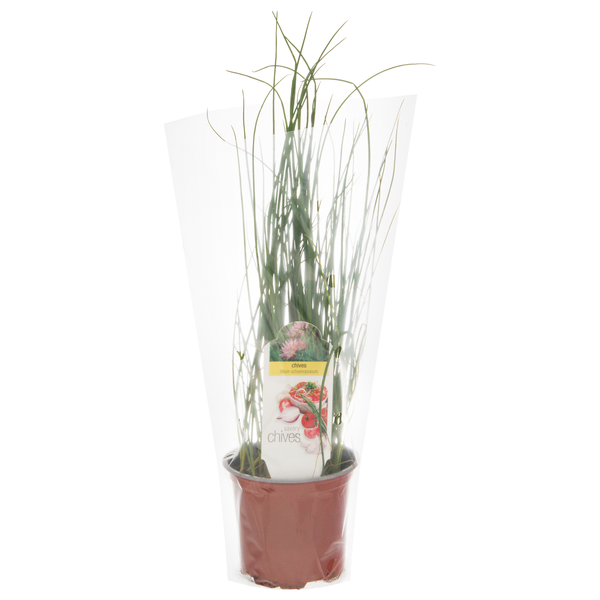 D.S. Cole Growers Potted Savory Chives
