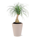 Deluxe Foliage 5 Inch