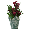 Calla Lily 4.5 Inch