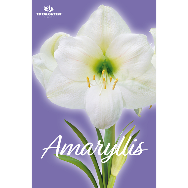 TotalGreen White Amaryllis Bulb Kit