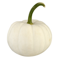 Big Baby Casper White Pumpkin