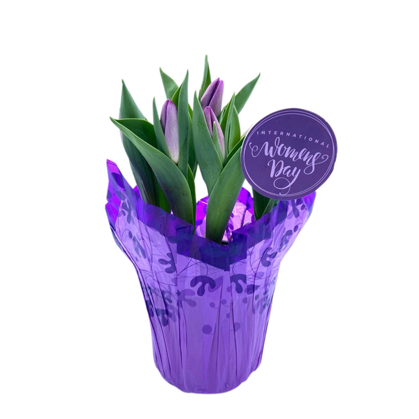 Tulips International Women's Day Potted 6 Inch
