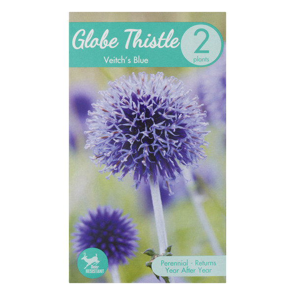 Garden State Bulb Company Globe Thistle Veitch's Blue