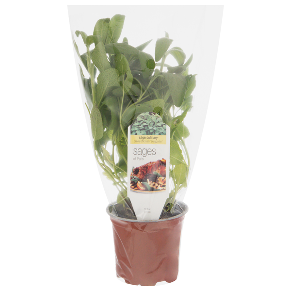 D.S. Cole Growers Potted Sages of Paris