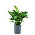 Spath 10 Inch in Decorative Pot