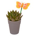 GCG Succulent 2.5 Inch