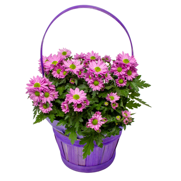 Fleurett Mum Basket 5 Inch