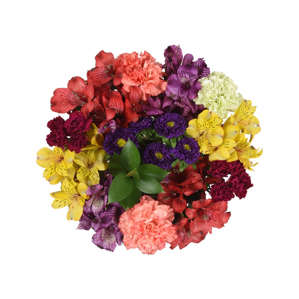 Giant Color Collection Refresh Alstroemeria Carnations