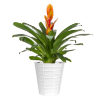 Assorted Bromeliad 5 Inch in Ceramic Pot