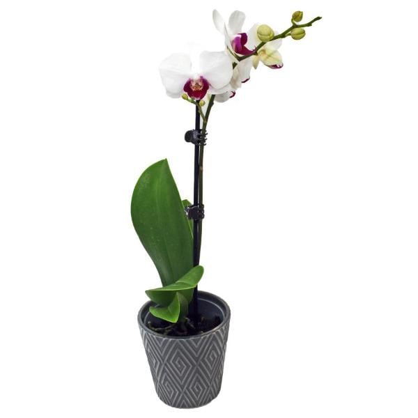 Orchid 4 Inch