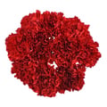 Giant Carnations (Colors May Vary)