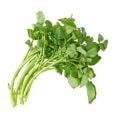 Watercress