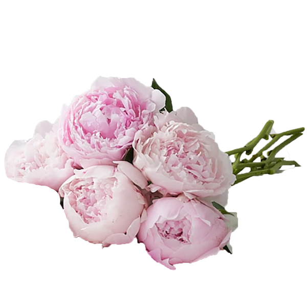 Peonies Bouquet