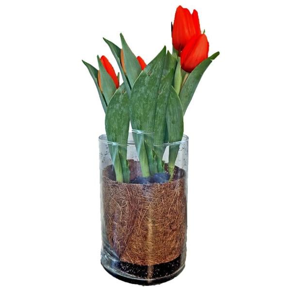 Tulips in Glass