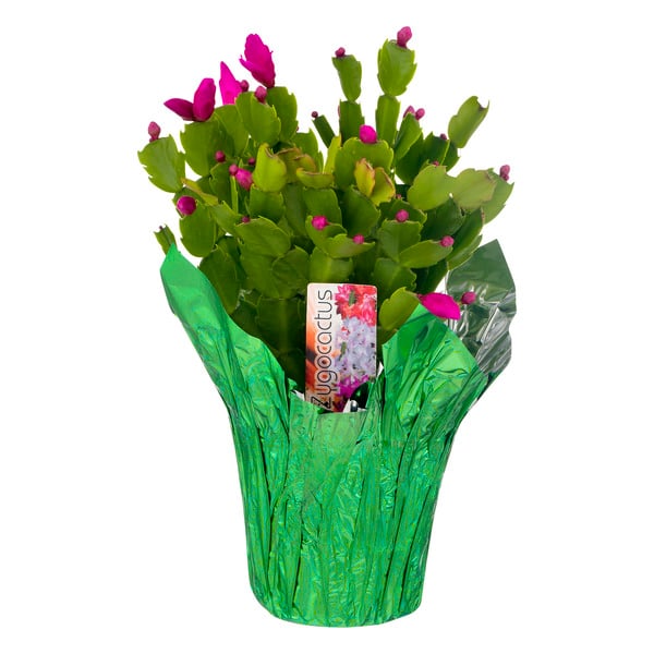 Spring Bloom Cactus 4 Inch