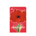 TotalGreen Red Lion Amaryllis Bulb Kit