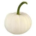 Mini White Pumpkin