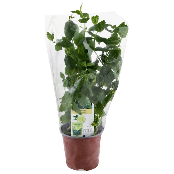 D.S. Cole Growers Potted Spearmint