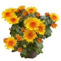 Suntaste Mums