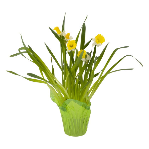 Daffodils 6 Inch