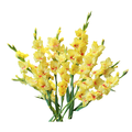 Gladiolus (Colors May Vary)