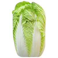 Napa Cabbage