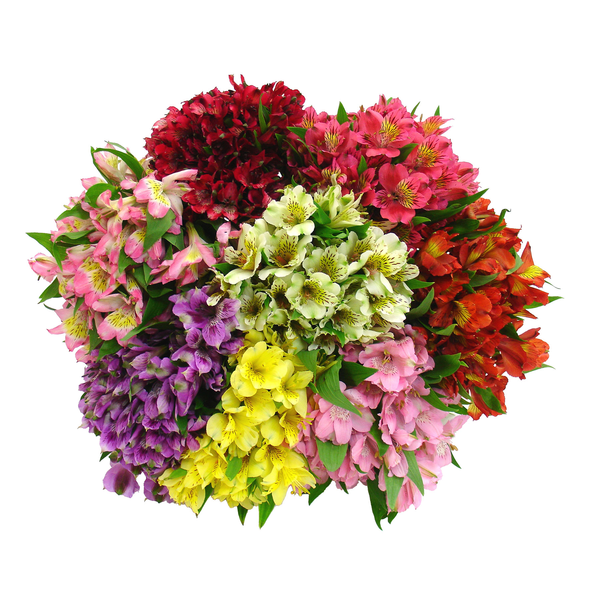 Alstroemeria Bouquet (Colors May Vary)