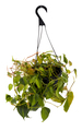 Assorted Foliage Hanging Basket 8 Inch