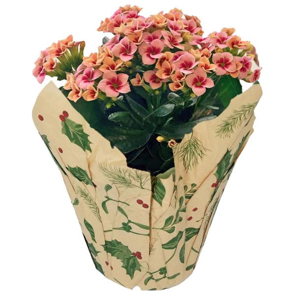 Kalanchoe 4 Inch