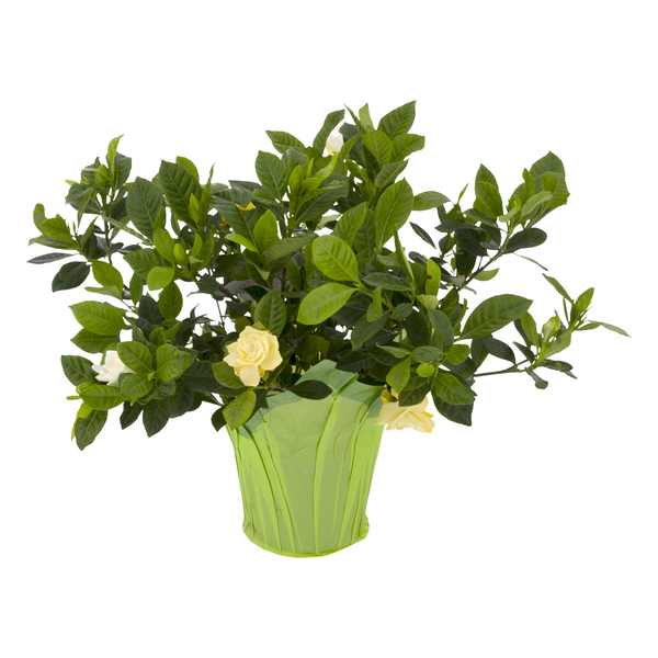 Gardenia 6 Inch