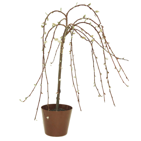 Pussy Willow Tree 6 Inch