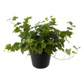 Premium Ivy Plant Assorted 6 Inch