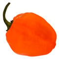 Habanero Peppers