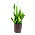Sansecieria 10 Inch in Decorative Pot