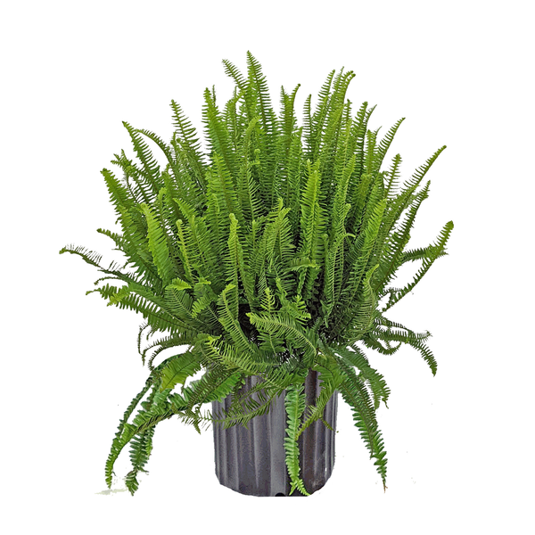 Kimberly Queen Fern