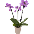 3 Inch Orchid in Ceramic Pot (Assorted Colors)