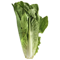 Romaine Lettuce