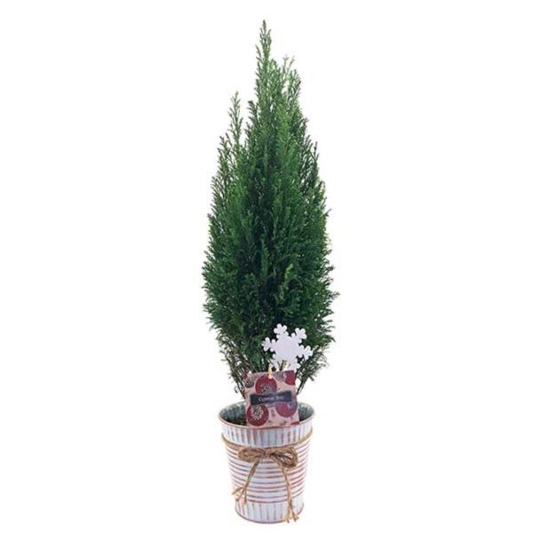 Save on Holiday Cypress Mini Christmas Tree in Tin 6 Inch Order Online