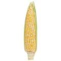 Untrimmed Sweet Corn
