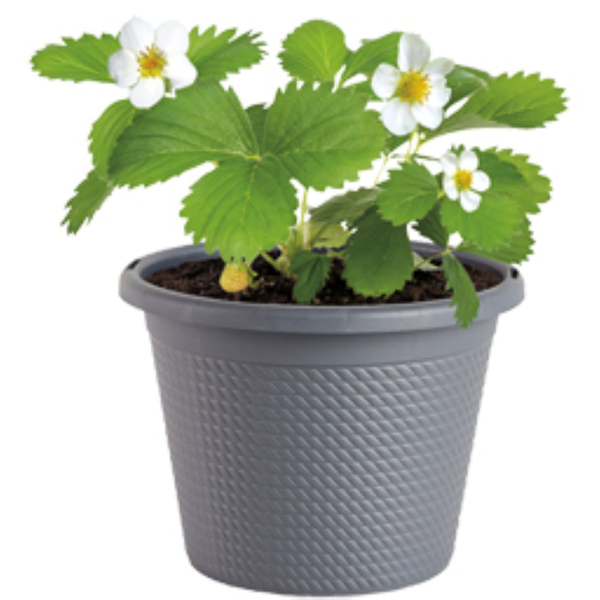 Bonnie Plants Strawberry Potted Plant