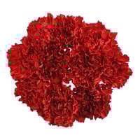 Giant Carnations (Colors May Vary)