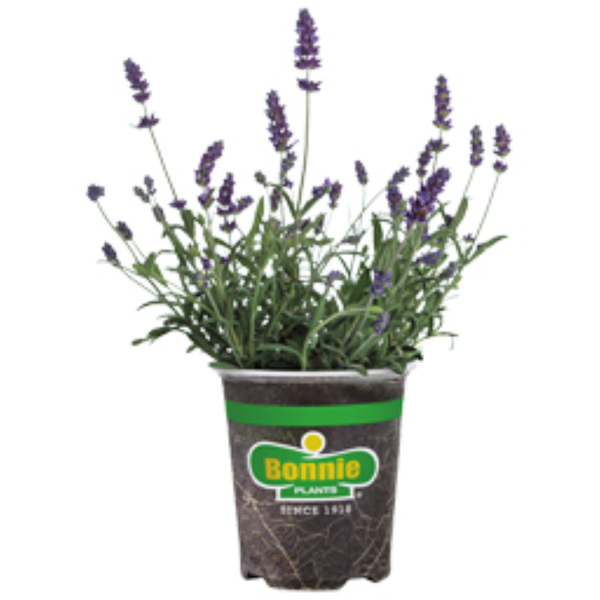 Bonnie Plants Lavender Potted Plant