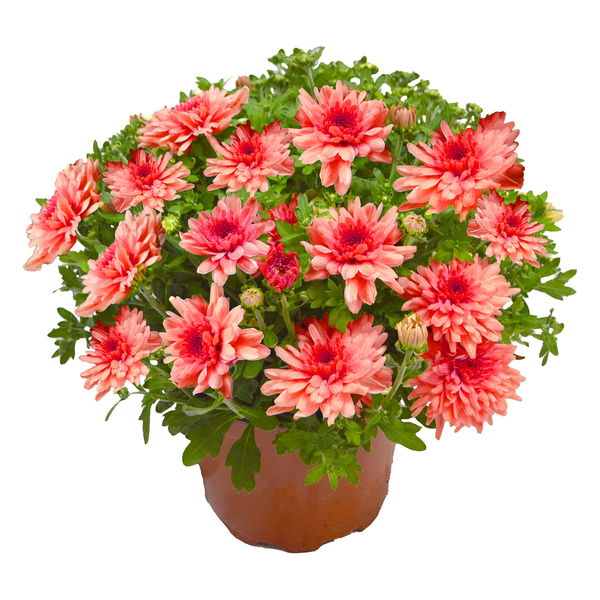 Hardy Mums 8 Inch