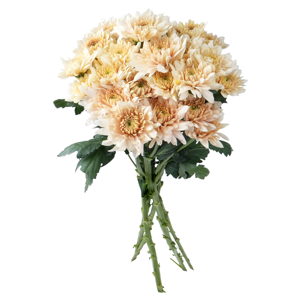 Stop & Shop D.I.Y. Spray Mums Peach