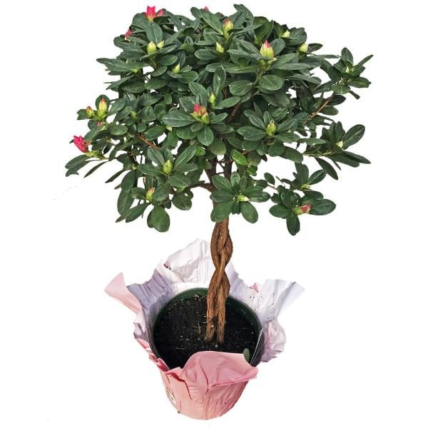 Braided Azalea Tree 6 Inch